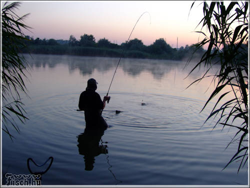 10 népszerű ponty csali