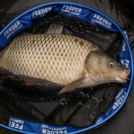 Egyéjszakás kaland