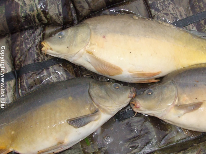 Kalandok a sarjadó sás mellől