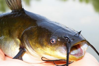 Óvakodj a törpétől!