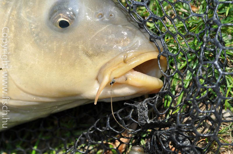 Volt képem hozzá…